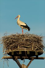 White stork (Ciconia ciconia) standing in its nest