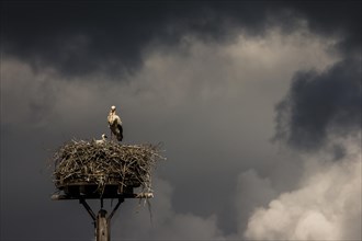 White stork (Ciconia ciconia) standing in its nest during a thunderstorm