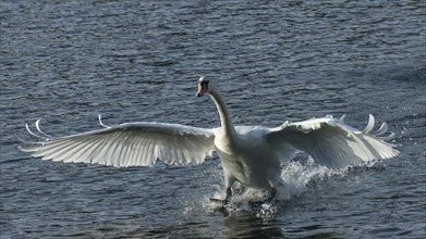 Mute Swan (Cygnus olor) landing
