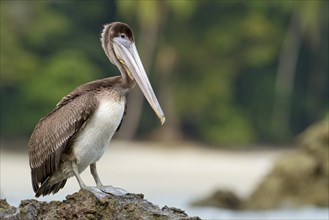 Brown pelican (Pelecanus occidentalis) on a rock in the sea