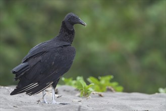 Black vulture (Coragyps atratus) on the beach