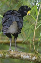 Great curassow (Crax rubra) on a branch in the rainforest