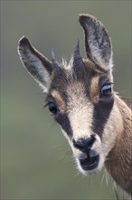Portrait of a young Chamois (Rupicapra rupicapra)