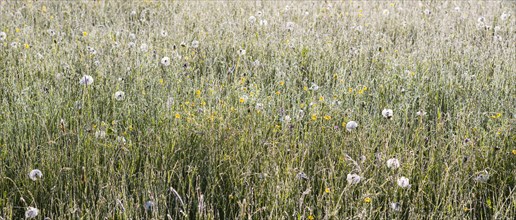 Flowering meadow with morning dew