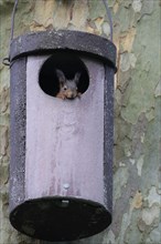 Young squirrel (Sciurus vulgaris) looking out of owl nesting box