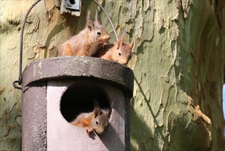Three young squirrels (Sciurus vulgaris) on owl nesting box