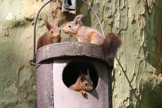 Three young squirrels (Sciurus vulgaris) on owl nesting box