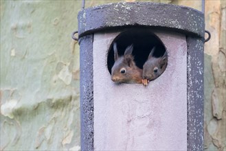 Two young squirrels (Sciurus vulgaris) looking out of owl nesting box