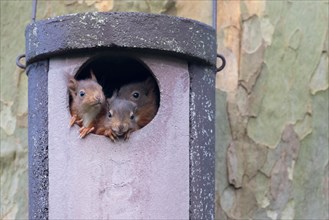 Three young squirrels (Sciurus vulgaris) looking out of owl nesting box