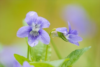 Early Dog-violets (Viola reichenbachiana)