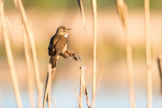 Great reed warbler (Acrocephalus arundinaceus) in reeds