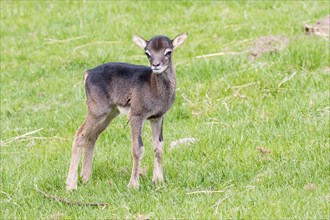 Young mouflon (Ovis orientalis)