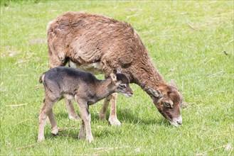 Young mouflon (Ovis orientalis) with mother