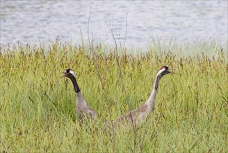 Pair of Common Cranes (Grus grus)