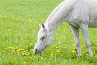 White horse on dandelion meadow