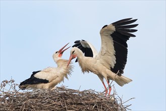 White Stork (Ciconia ciconia) landing on the nest