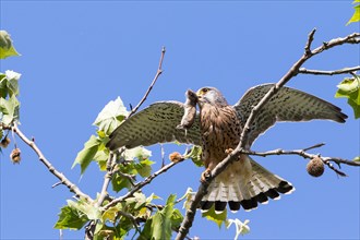 Common Kestrel (Falco tinnunculus) with captured Vole (Microtus arvalis)