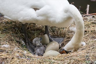 Mute Swan (Cygnus olor) with chicks and eggs in the nest