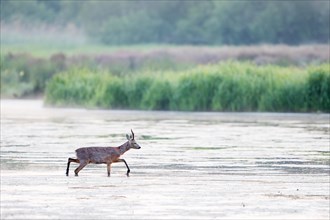 Roebuck (Capreolus capreolus) wading through shallow water