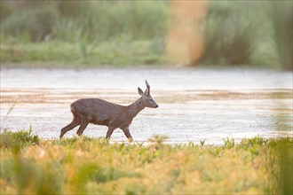 Roebuck (Capreolus capreolus) wading through shallow water