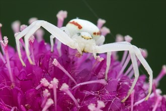 Goldenrod Crab Spider (Misumena vatia) on Japanese Scabious flower (Scabiosa japonica 'Pink Diamonds')