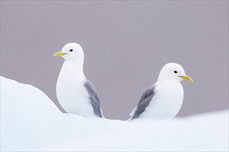 Two Glaucous Gulls (Larus hyperboreus)