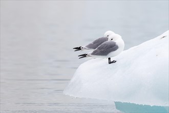 Two Black-legged Kittiwakes (Rissa tridactyla) standing on an iceberg in resting position