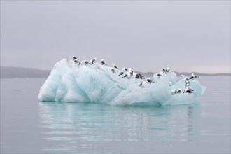 Group of Black-legged Kittiwakes (Rissa tridactyla) on an iceberg