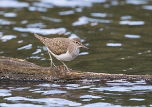 Sandpiper (Actitis hypoleucos) on a tree trunk in the water