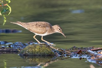 Sandpiper (Actitis hypoleucos) by the water