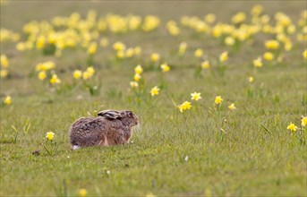 European hare (Lepus europaeus) resting in a meadow with jonquils