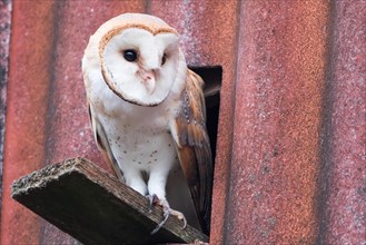 Barn owl (Tyto alba) sitting in front of the entrance hole to the nest