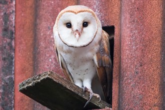 Barn owl (Tyto alba) sitting in front of the entrance hole to the nest