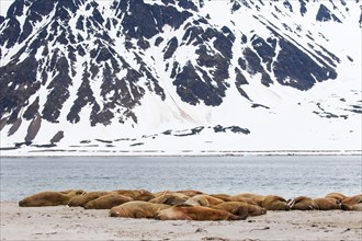 Walruses (Odobenus rosmarus)