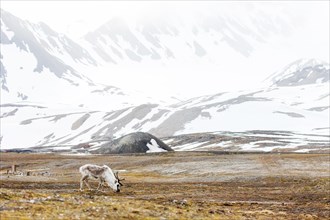 Svalbard reindeer (Rangifer tarandus platyrhynchus)