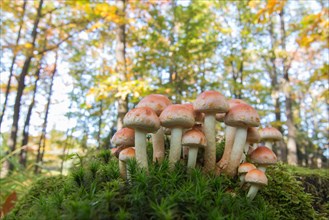 Group of honey fungi mushrooms (Armillaria melee)