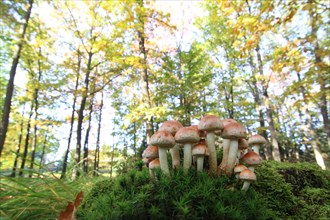 Group of honey fungi mushrooms (Armillaria melee)