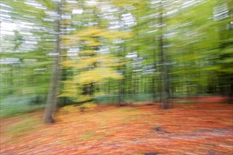 Autumnal beech forest (Fagus)