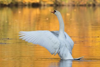 Mute swan (Cygnus olor) flapping wings in autumnally coloured water