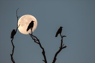 Three rooks (Corvus frugilegus) sitting on dead branches at full moon