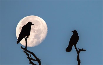 Two rooks (Corvus frugilegus) sitting on dead branches at full moon