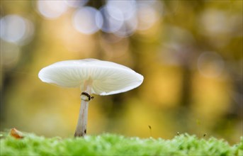 Porcelain fungus (Oudemansiella mucida) on moss