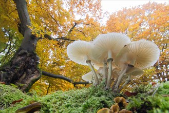 Porcelain fungi (Oudemansiella mucida) in deciduous forest