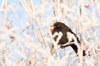 Blackbird (Turdus merula) female sitting on twig with with hoarfrost