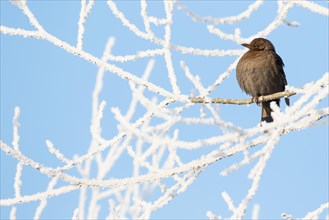 Blackbird (Turdus merula) female sitting on branch with hoarfrost