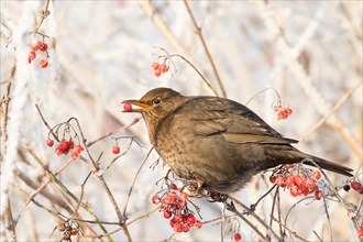 Blackbird (Turdus merula) female sitting on twig with hoarfrost and eating rowan (Pyrus aucuparia)