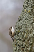 Short-toed treecreeper (Certhia brachydactyla) on a tree trunk