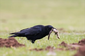 Carrion Crow (Corvus corone) with prey