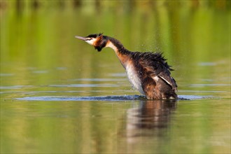 Great crested grebe (Podiceps cristatus) shaking feathers in water