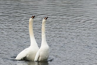 Courting Mute Swans (Cygnus olor) in the water